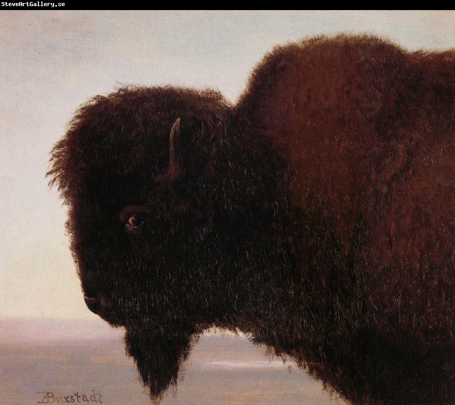 Albert Bierstadt Buffalo Head